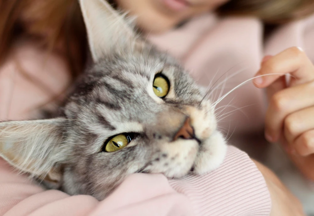 camera to watch pets at home