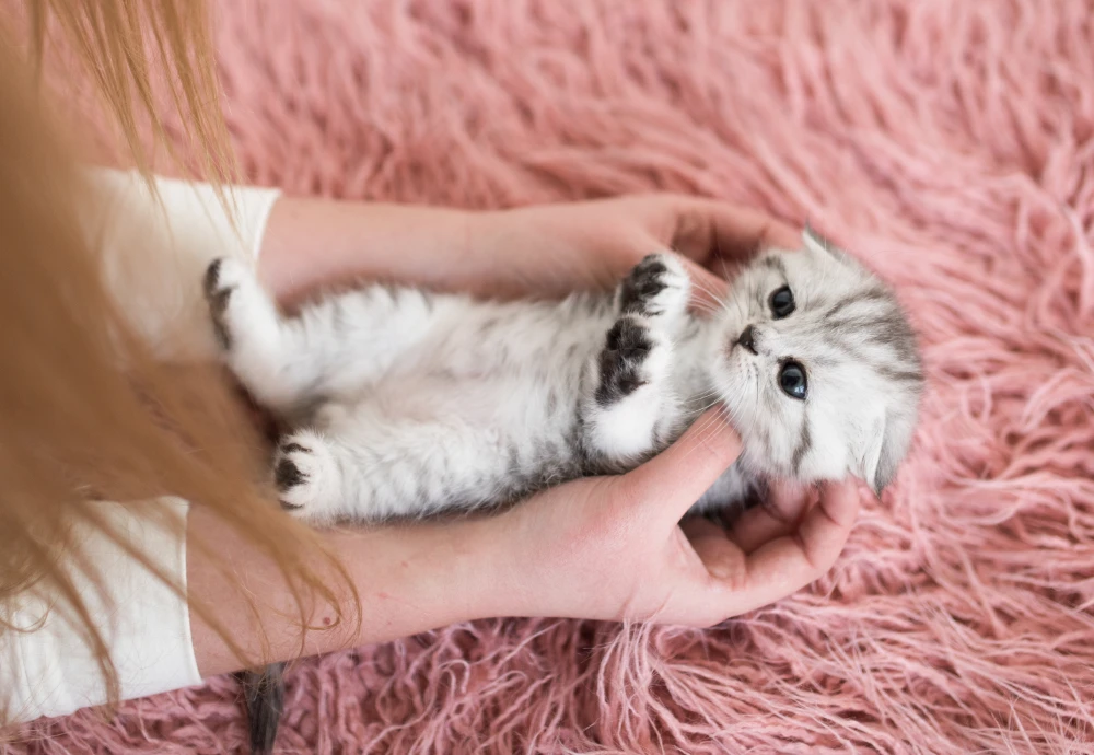 portable pet camera